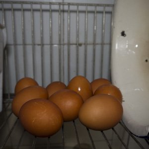 Как покрасить яйца луковой шелухой. СПРОСИ У БЫВАЛОГО